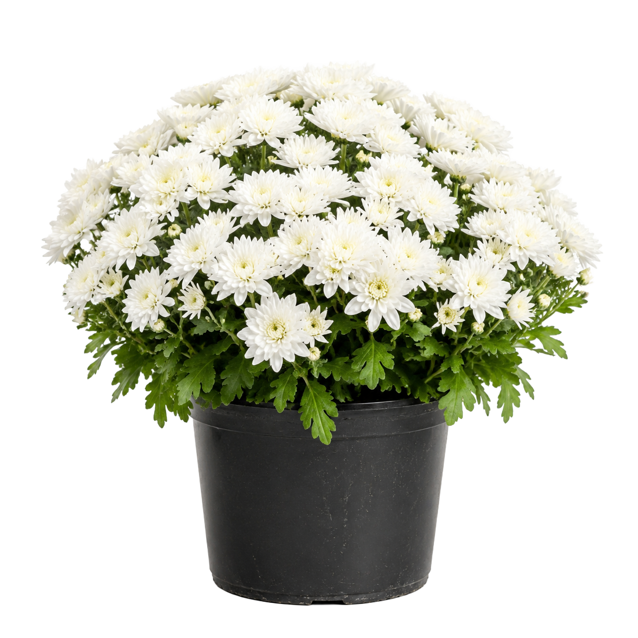 Mums - Small #1 — white chrysanthemum blooms in a black nursery pot on white