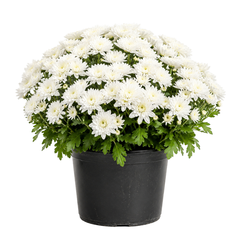 Mums - Small #1 — white chrysanthemum blooms in a black nursery pot on white