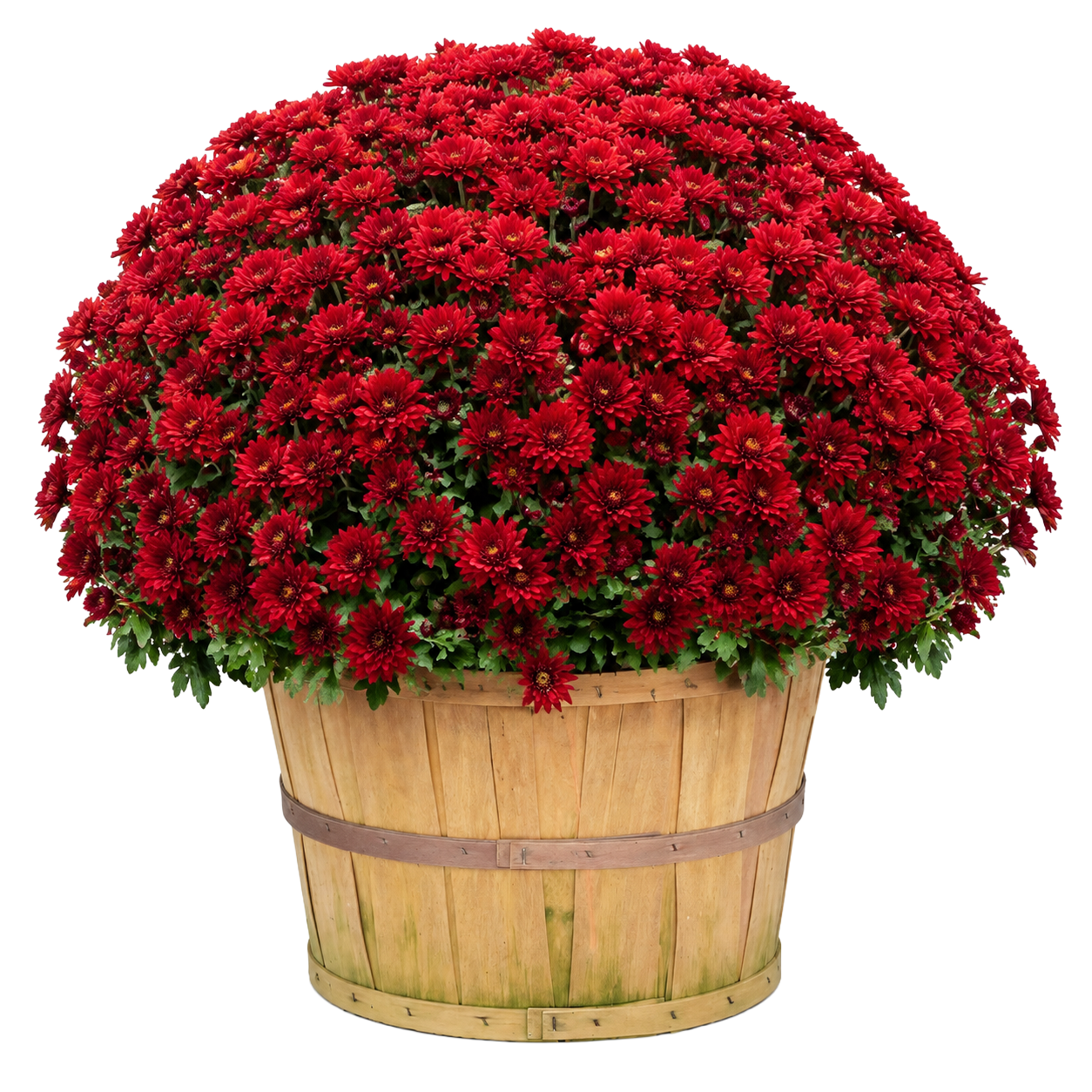 Mums - Bushel Basket — red chrysanthemum blooms in a natural wood bushel basket on white