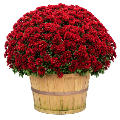 Mums - Bushel Basket — red chrysanthemum blooms in a natural wood bushel basket on white