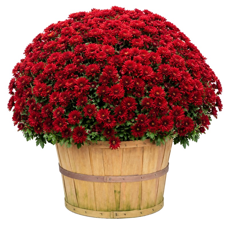 Mums - Bushel Basket — red chrysanthemum blooms in a natural wood bushel basket on white