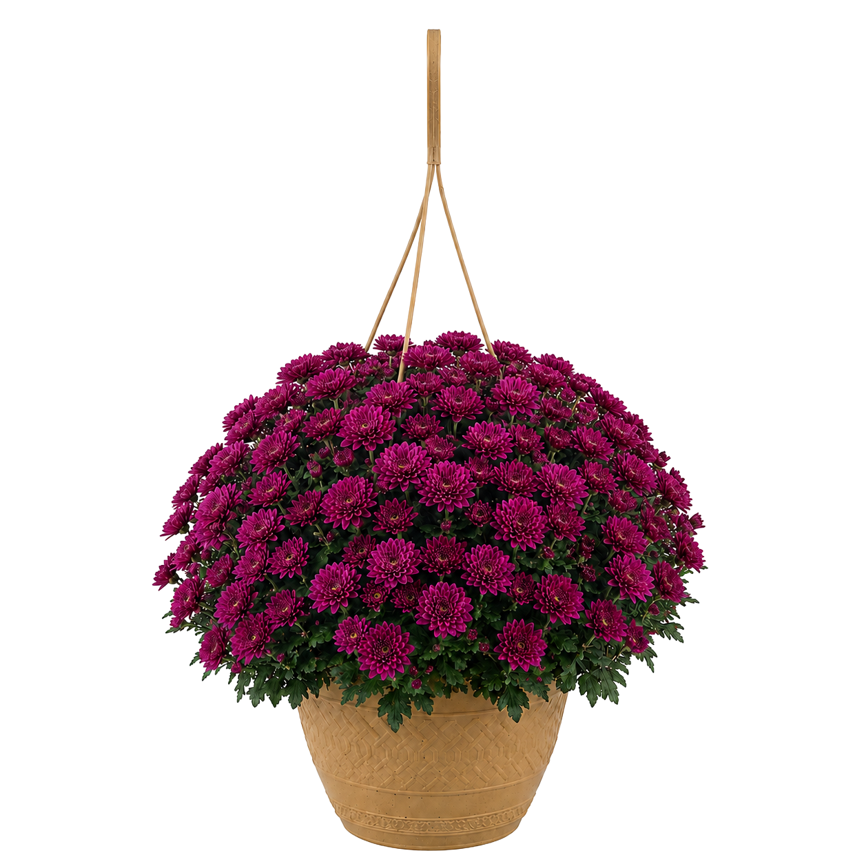Mums - Hanging Basket (10 in) — purple chrysanthemum blooms in a tan hanging basket on white