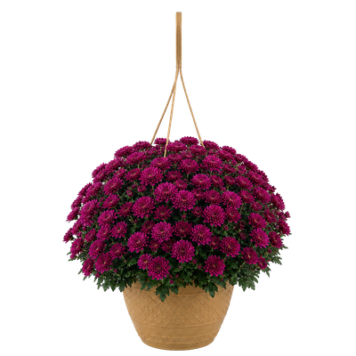 Mums - Hanging Basket (10 in) — purple chrysanthemum blooms in a tan hanging basket on white