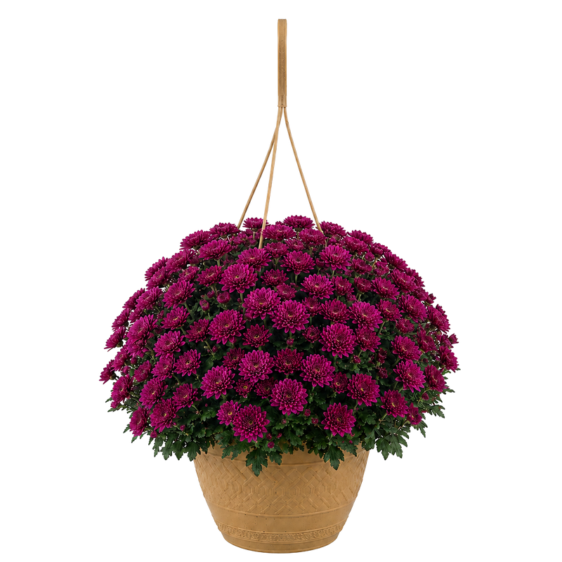 Mums - Hanging Basket (10 in) — purple chrysanthemum blooms in a tan hanging basket on white