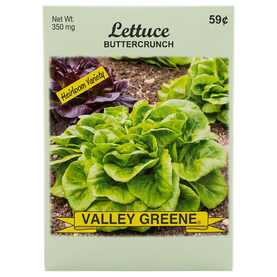 Lettuce Buttercrunch heirloom seeds for home vegetable gardens in Galion.