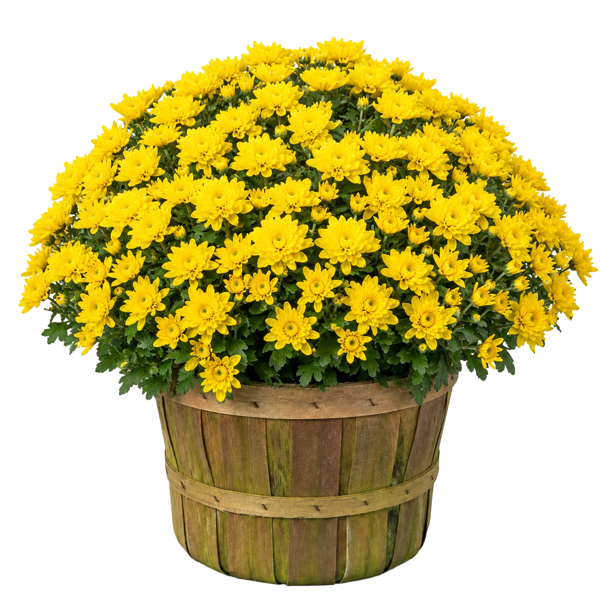 Mums - Peck Basket — yellow chrysanthemum blooms in a rustic wood peck basket on white