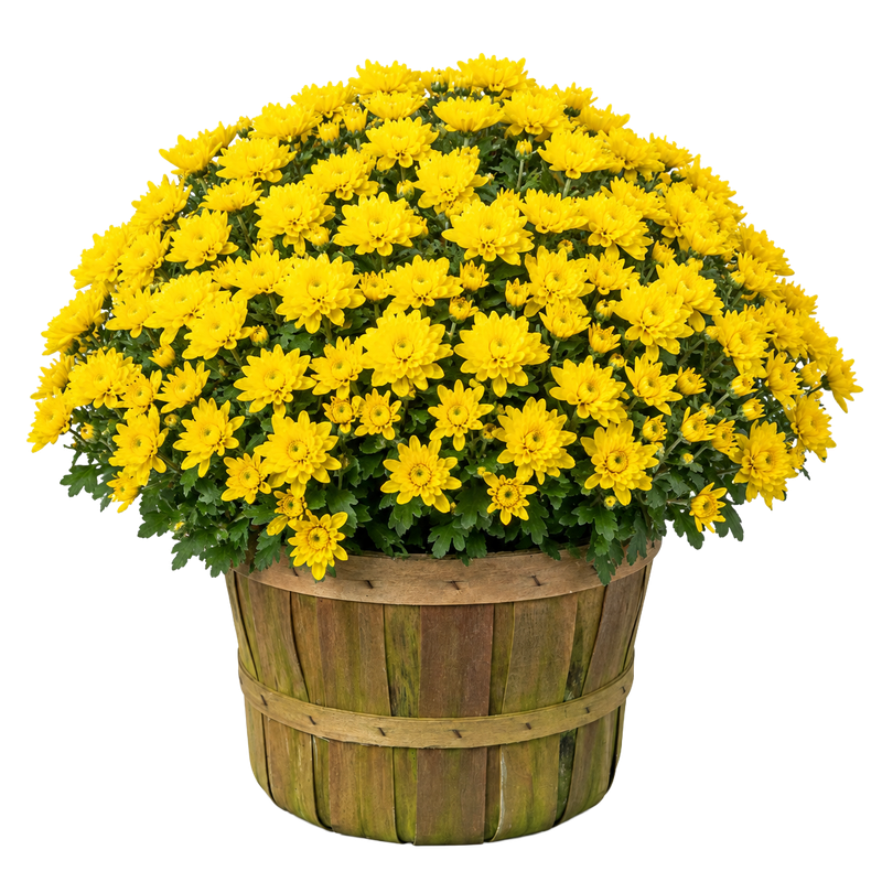 Mums - Peck Basket — yellow chrysanthemum blooms in a rustic wood peck basket on white