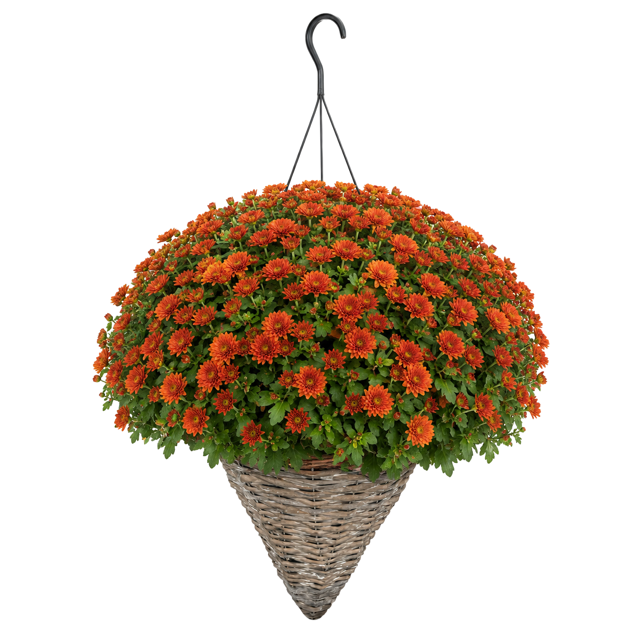 Mums - Hanging Cone Basket — orange chrysanthemum blooms in a woven cone basket with black hanger on white