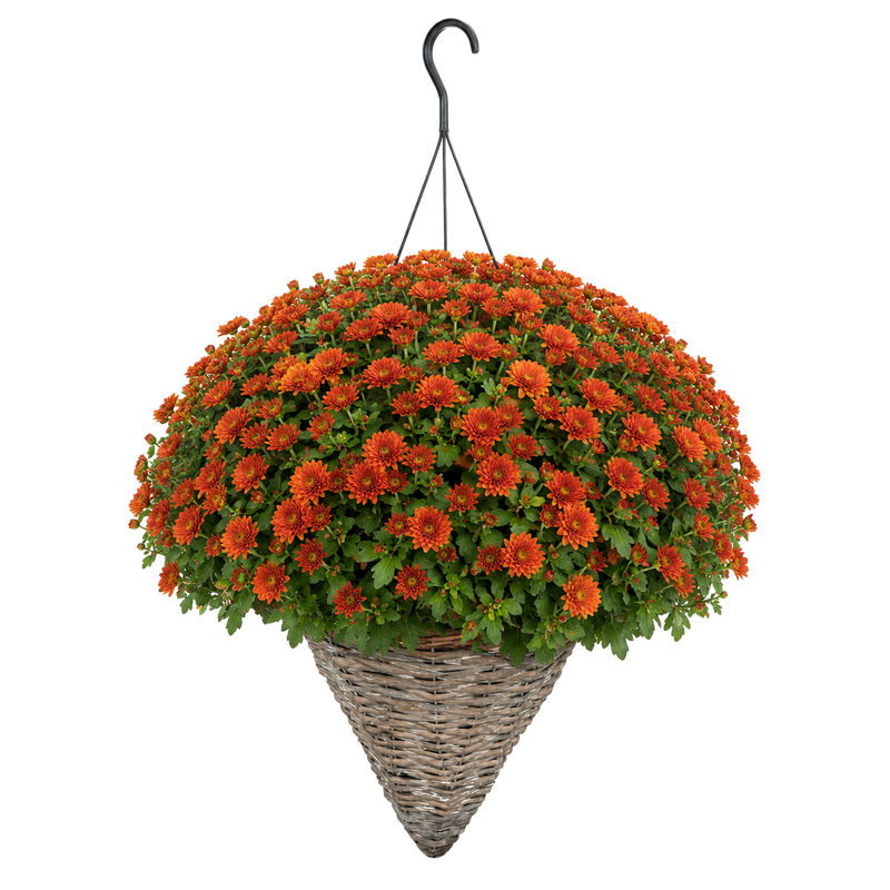 Mums - Hanging Cone Basket — orange chrysanthemum blooms in a woven cone basket with black hanger on white