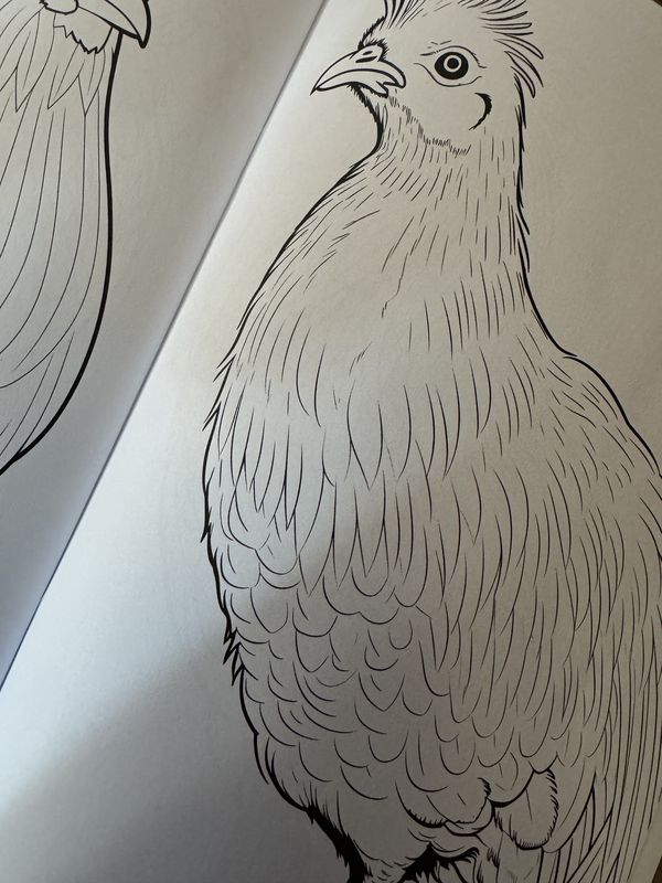 Chicken Coloring Book