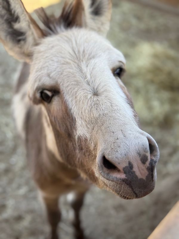 Mini Donkey Experience