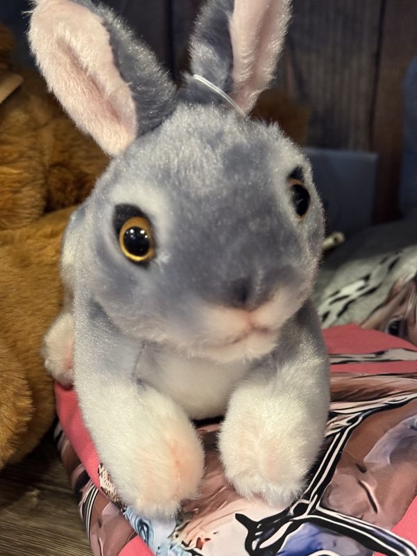 Cutesy Bunny