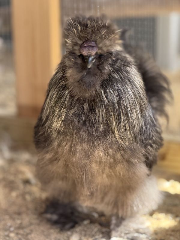 Silkie Rooster