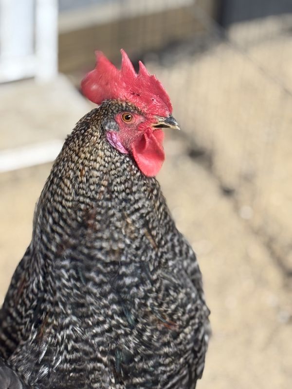 Rooster