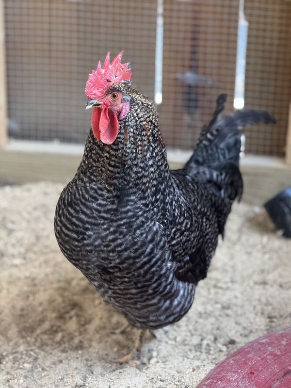 Rooster