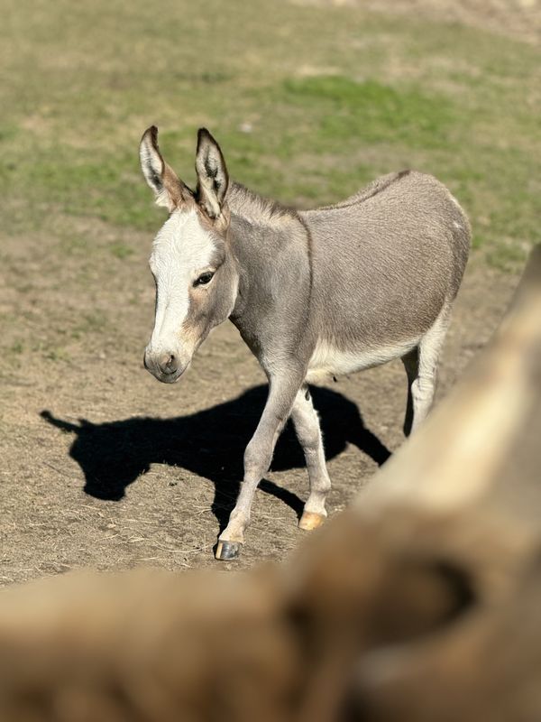 Mini Donkey Experience