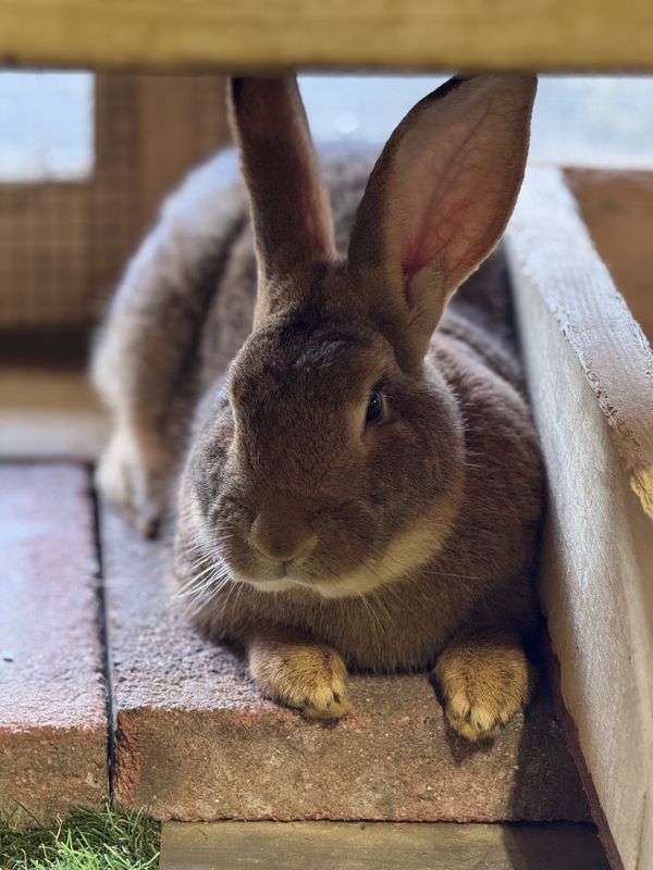 Bunny Village Crew Membership