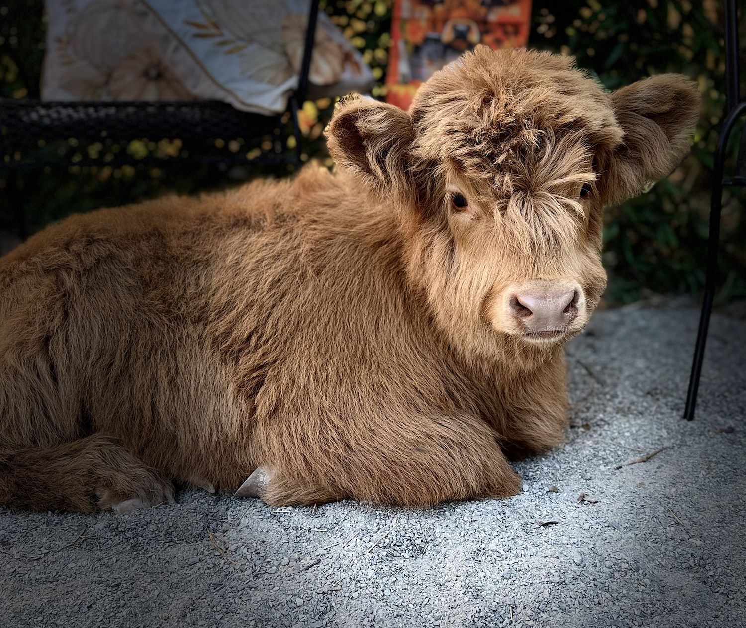 Rubie Moo Moo Fall Photo Minis at LynnDare Farms | Lillington NC