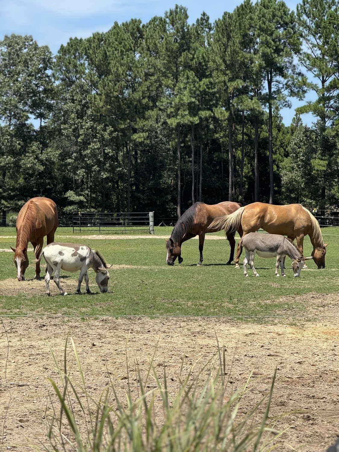 Support Our Farm Animals | LynnDare Farms