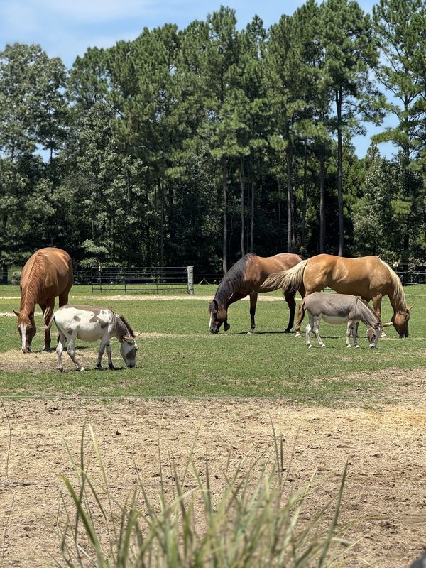 Support Our Farm Animals | LynnDare Farms