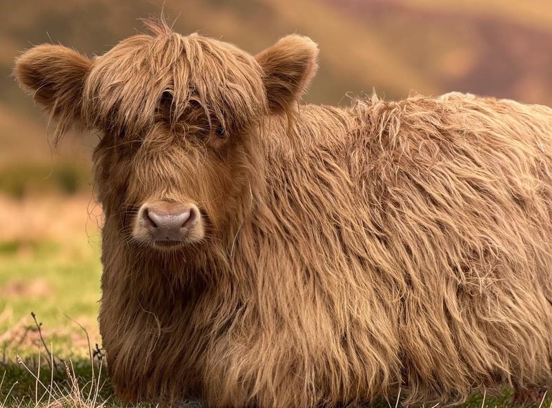 Spend Time with Rubie the Highland Cow