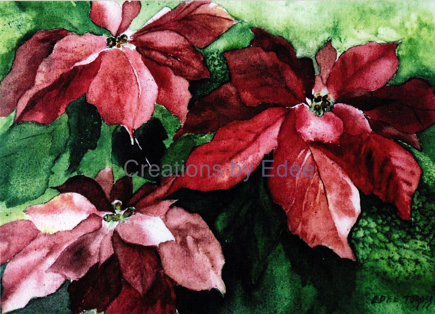 Poinsettia