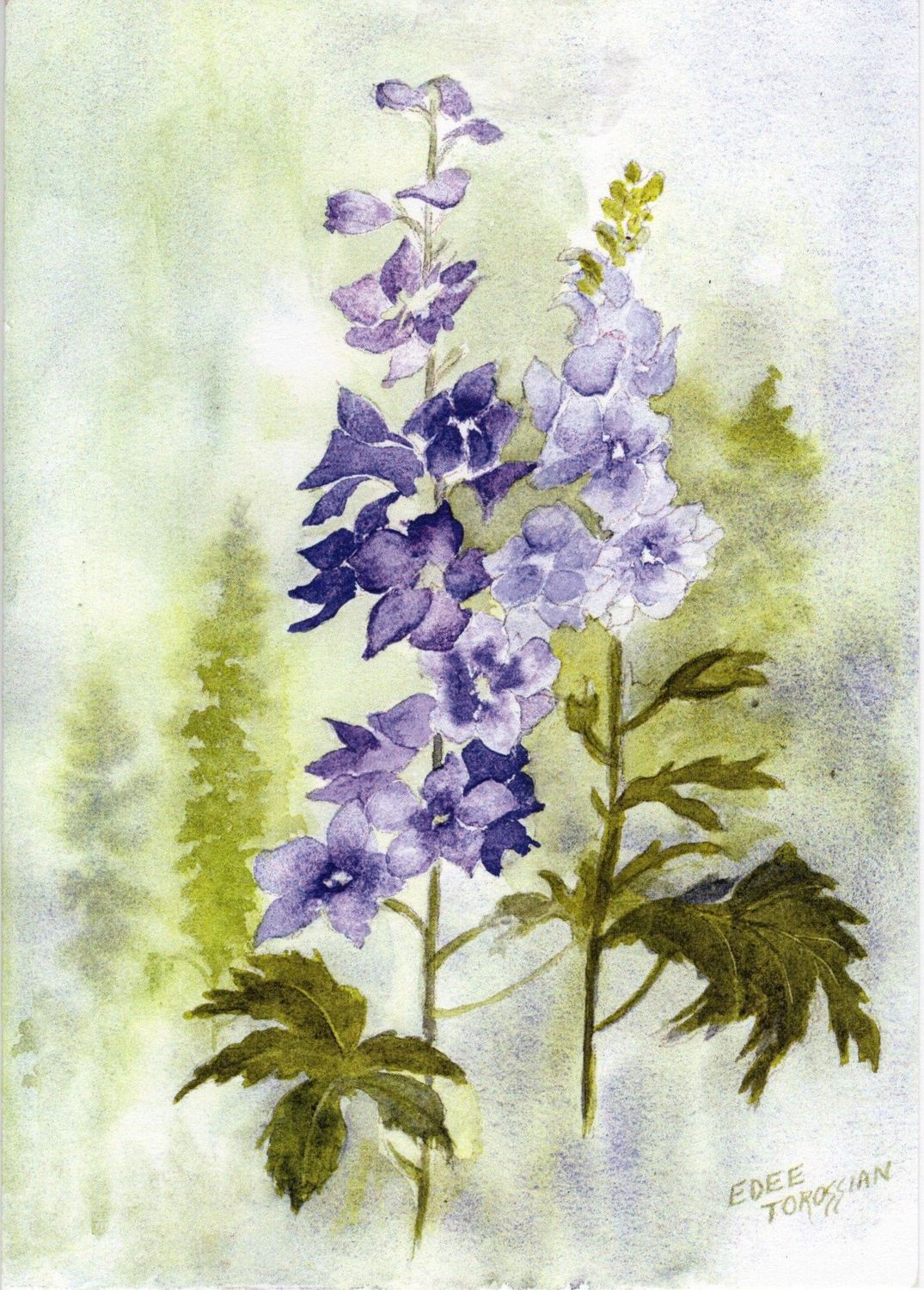 Delicate Delphinium