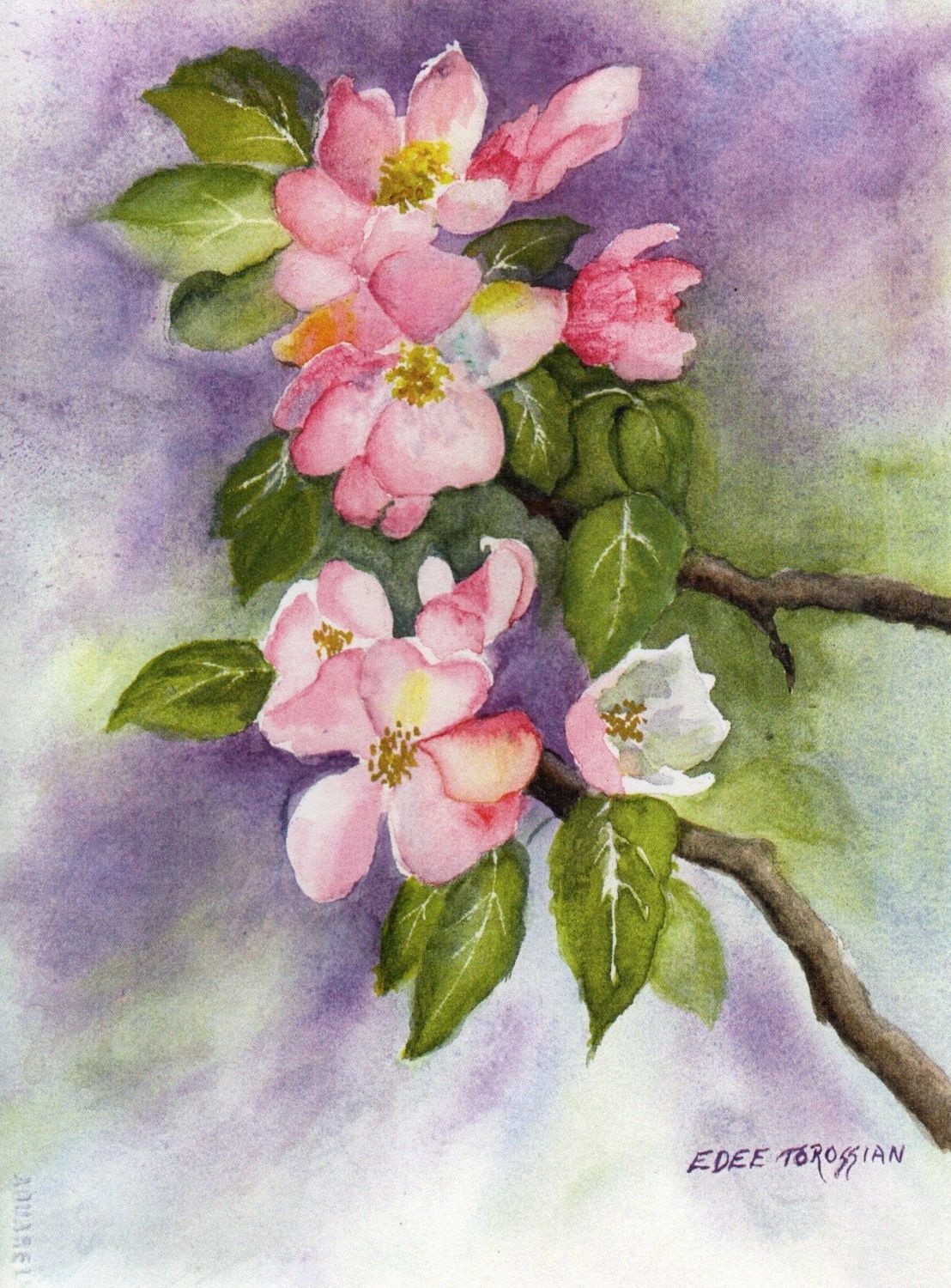 Cheery Apple Blossoms Speak of Spring