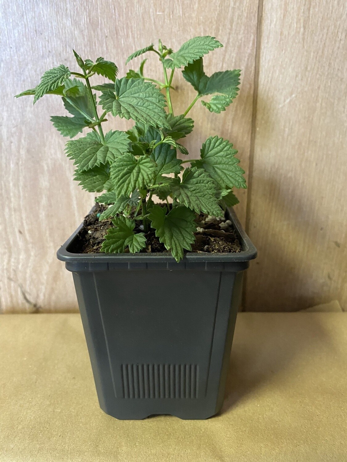 Bramling Hop Plant