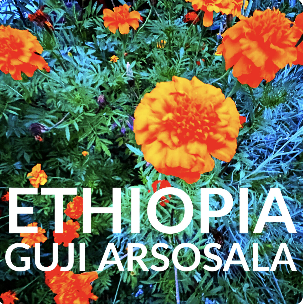 Ethiopia Guji Arsosala - Coffee Beans - 1lb
