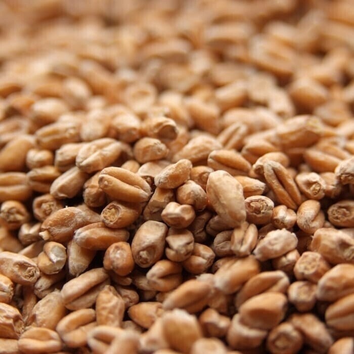 Great Western White Wheat Malt per lb