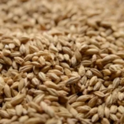 Thomas Fawcett Golden Promise - per lb