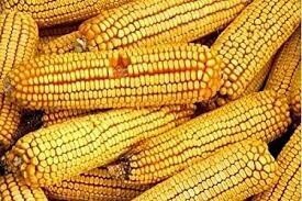 EAR CORN 70LB