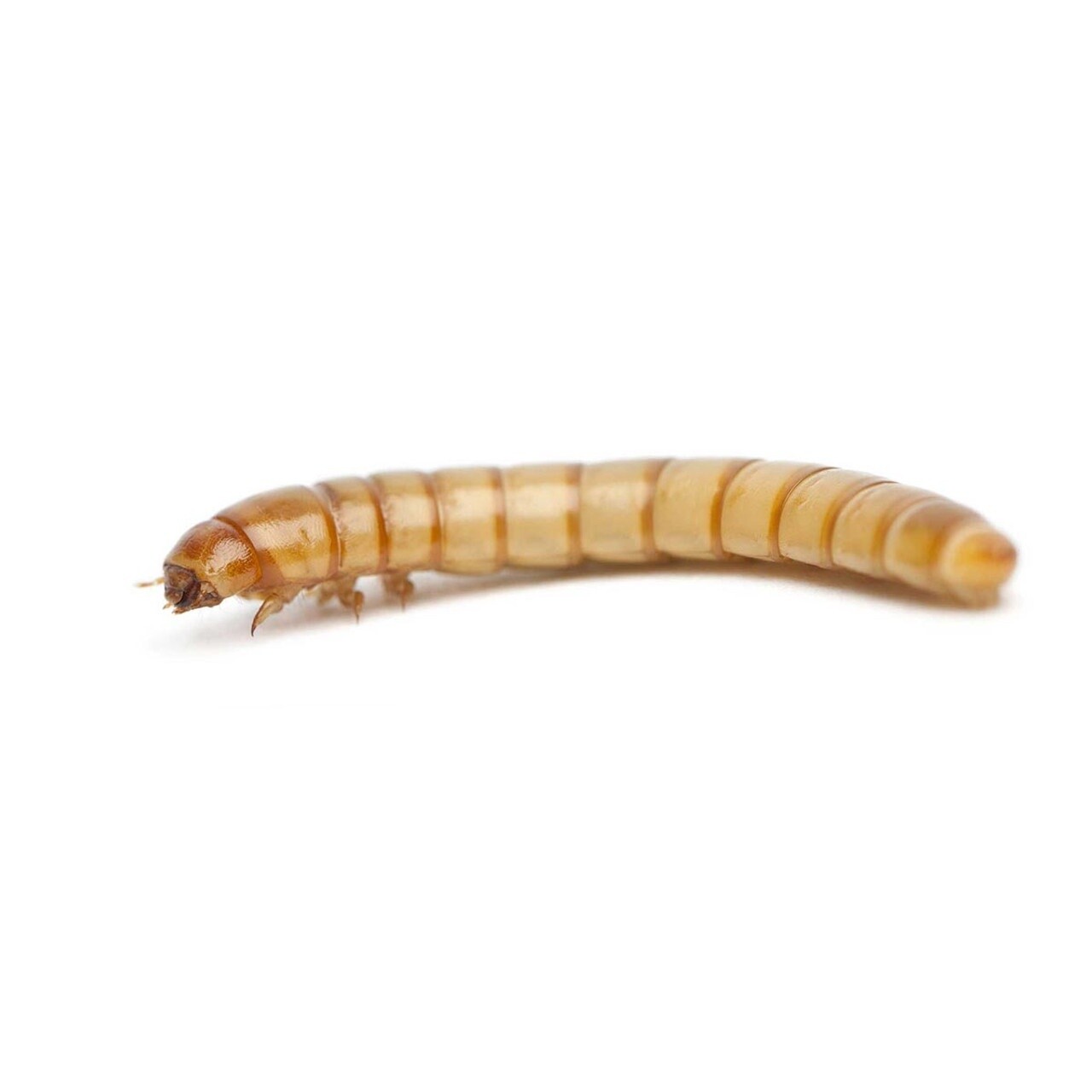 MEALWORMS LG 250 LIVE