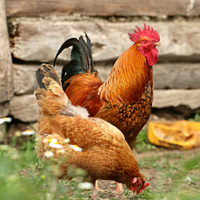 POULTRY FEED &amp; SUPPLIES