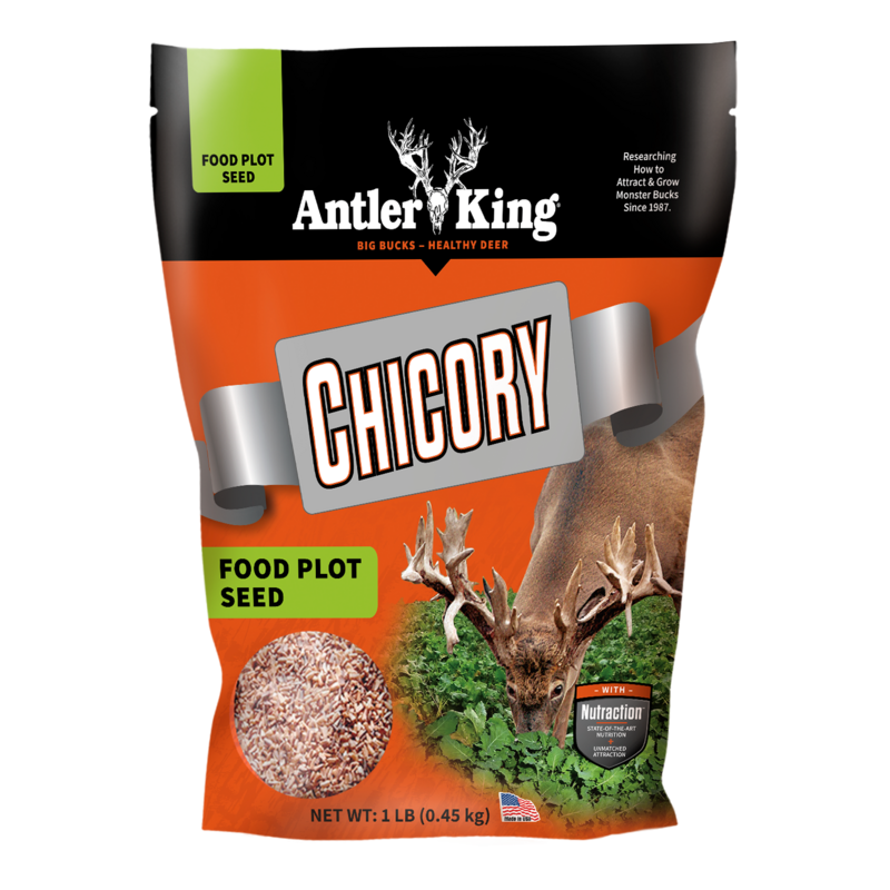 CHICORY LB