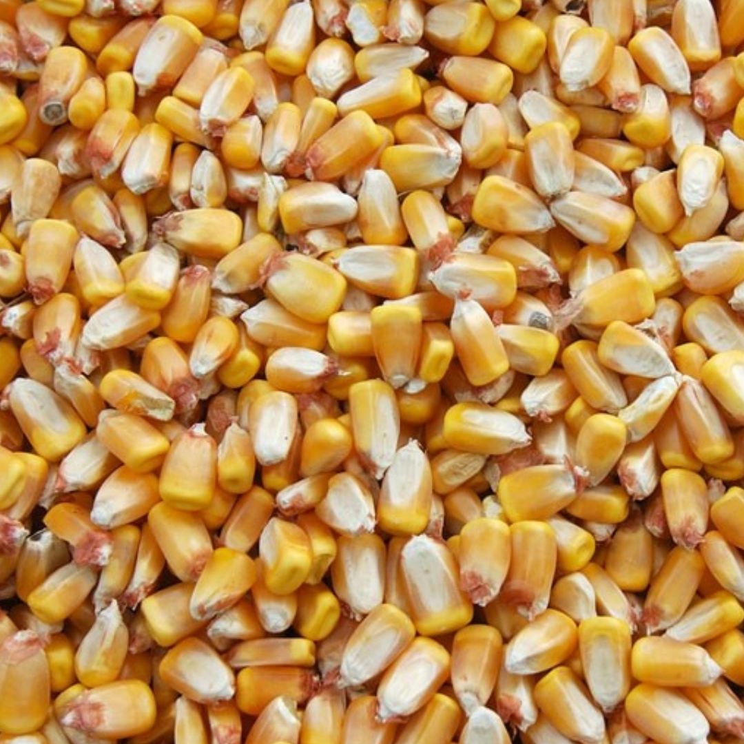 WHOLE CORN 100LB