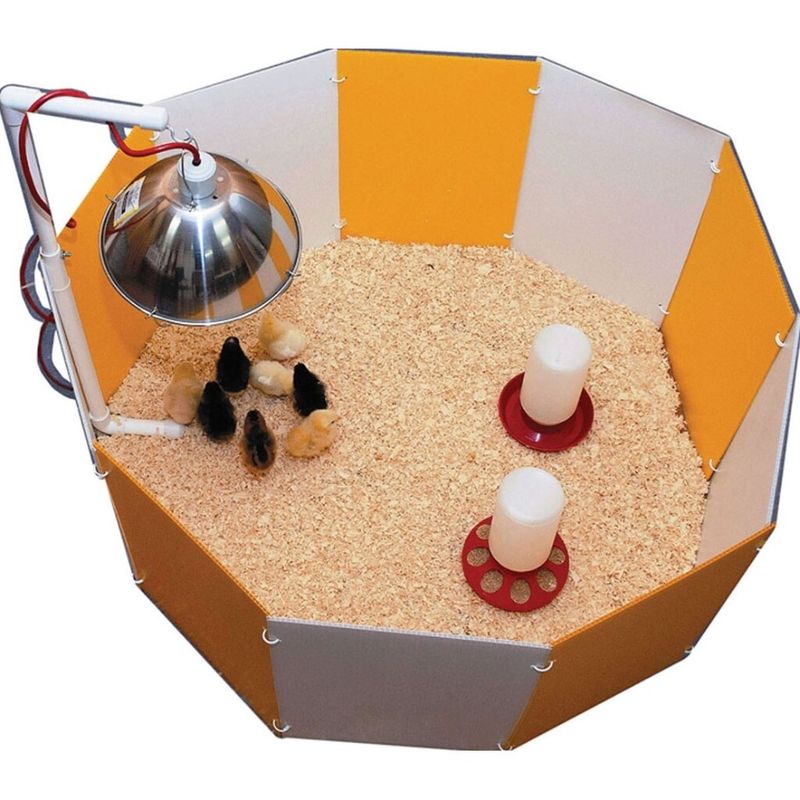 BABY CHICK STARTER HOME