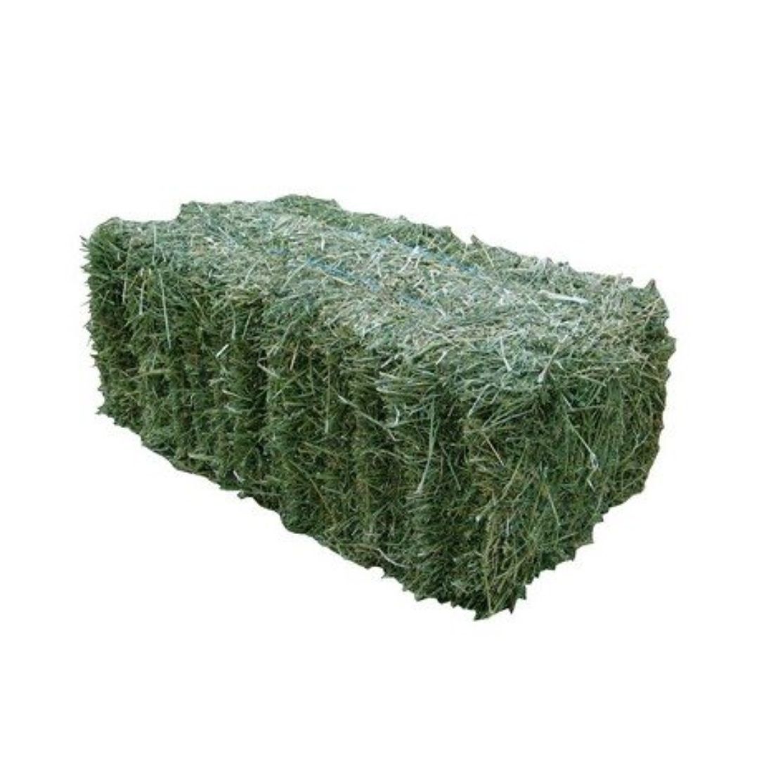 HAY