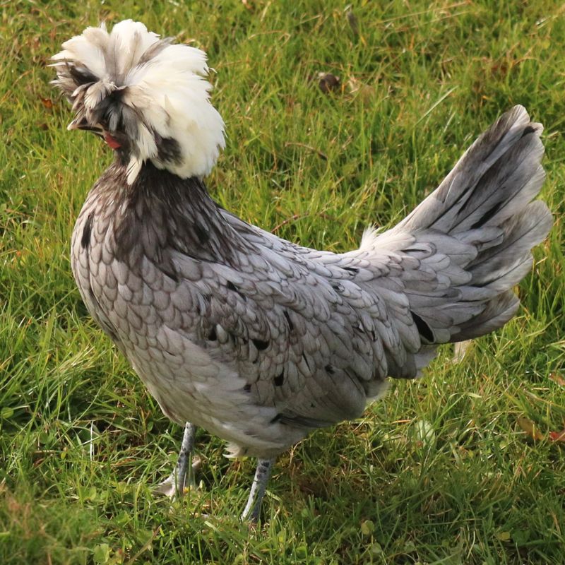 WHITE CRESTED BLUE POLISH PICK-UP DATE MAY 7