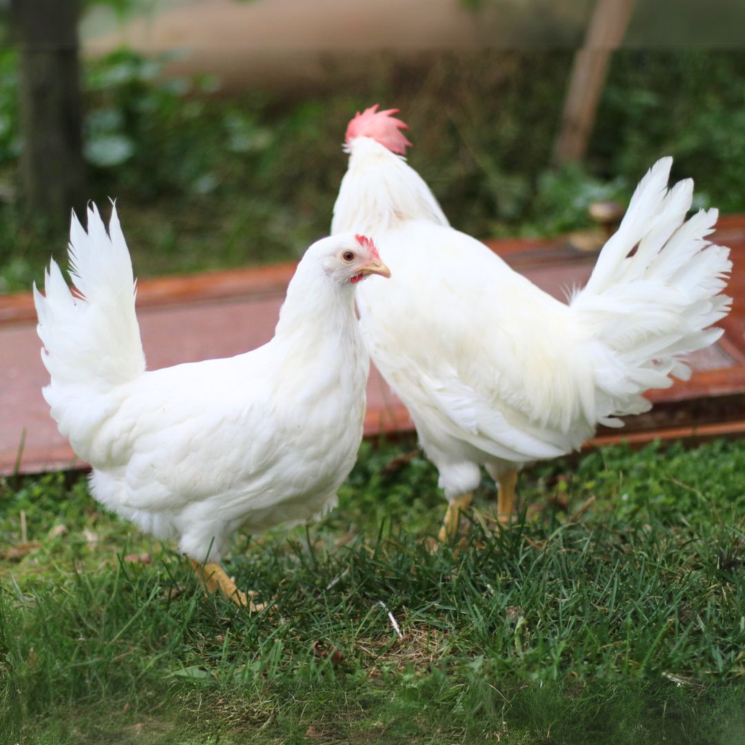 WHITE LEGHORN PICK-UP DATE  MARCH 5