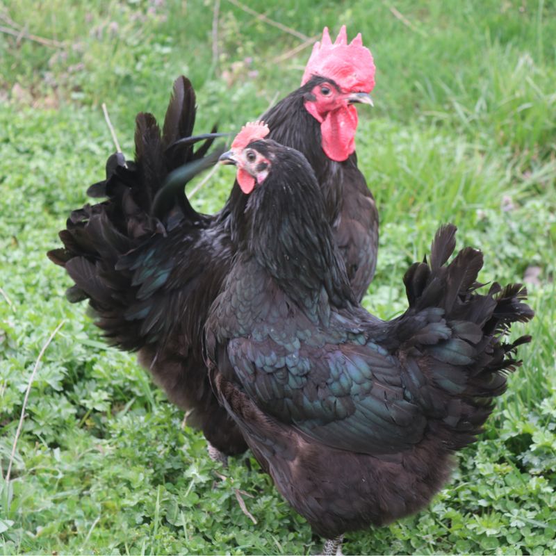 BLACK JERSEY GIANT PICK-UP DATE MARCH 26