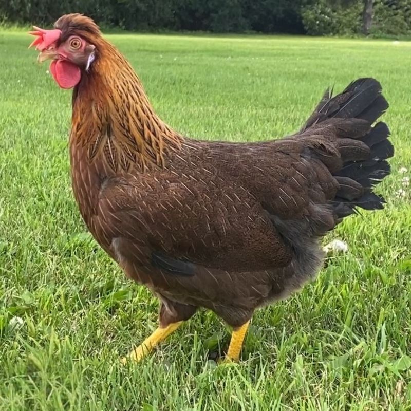 OLIVE EGGER PICK-UP DATE APRIL 2