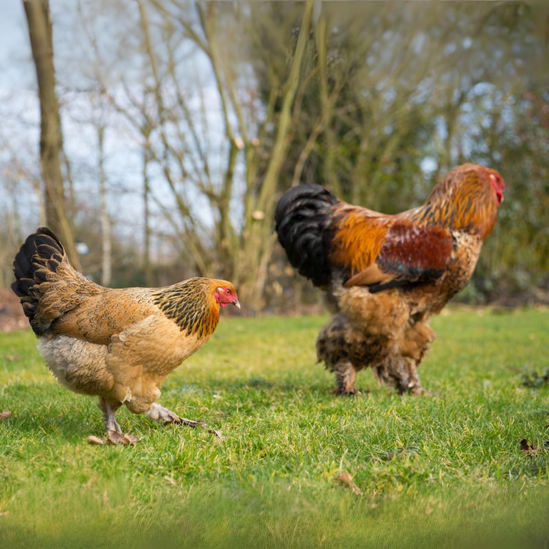 BUFF BRAHMA PICK-UP DATE MARCH 26