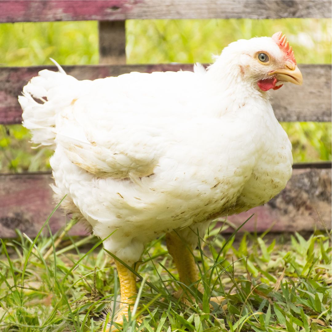 CORNISH CROSS BROILERS PICK-UP DATE MAY 13