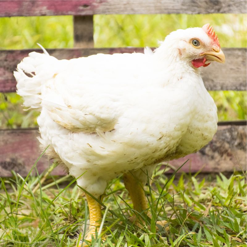 CORNISH CROSS BROILERS PICK-UP DATE MAY 13