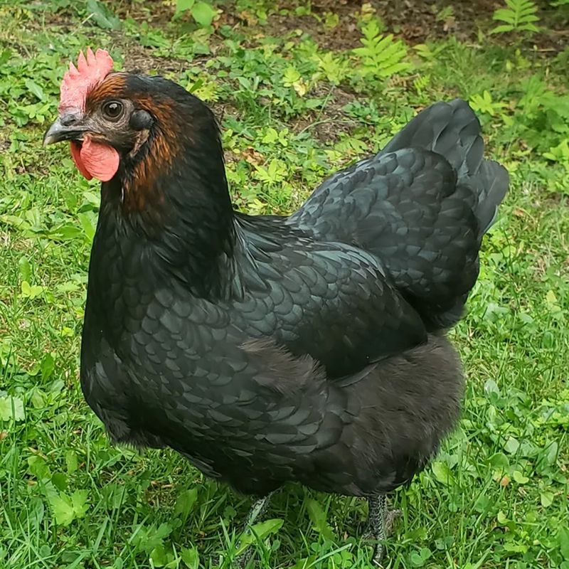 MIDNIGHT MAJESTY MARANS PICK-UP DATE APRIL 15