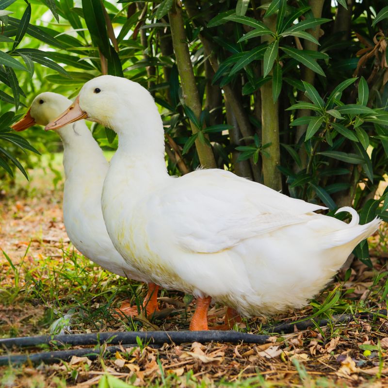 WHITE PEKIN DUCK PICK-UP DATE APRIL 2