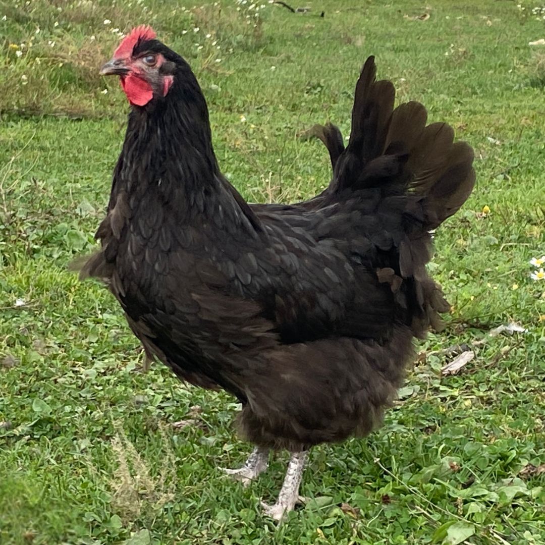 CHOCOLATE ORPINGTON PICK-UP DATE APRIL 9