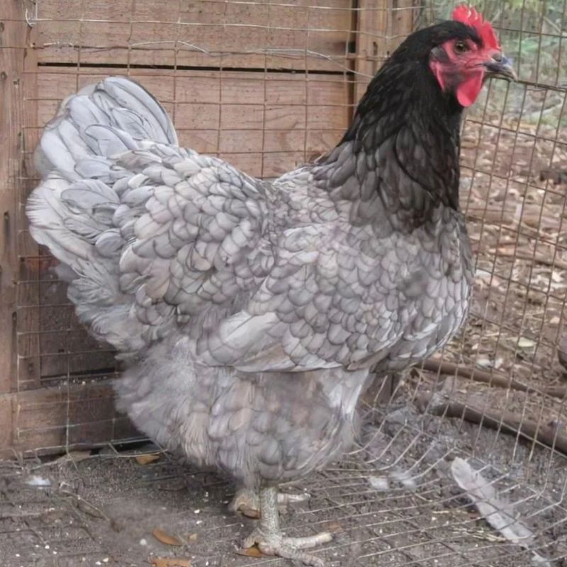 BLUE JERSEY GIANT PICK-UP DATE APRIL 15